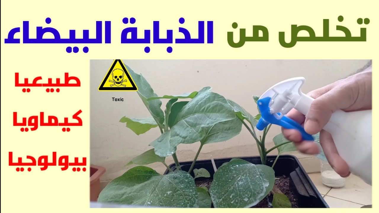 تخلص من الذبابة البيضاء بطرق طبيعية و بالمبيدات الحشرية