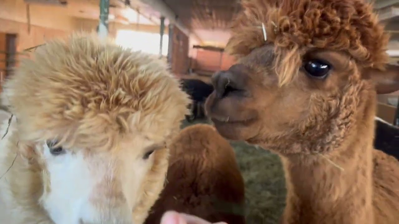 Alpaca Breakfast 