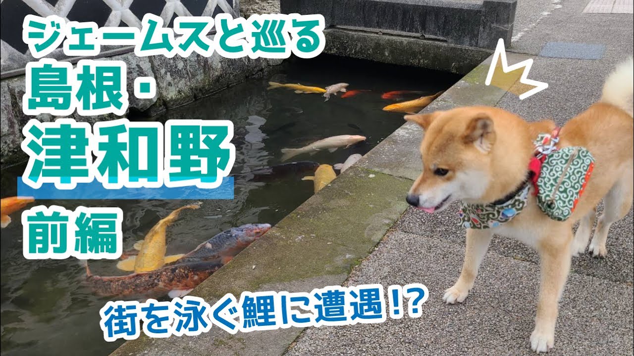 ジェームスと島根県津和野で城下町を巡る旅【前編】だワン！嵐山の柴犬ジェームス！～Shiba inu james by kyoto～