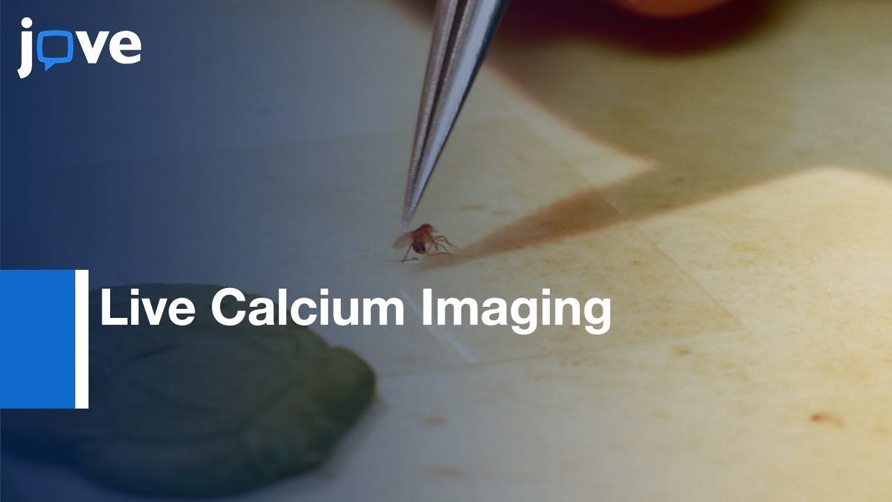 Live Calcium Imaging to measure Physiological Responses of Drosophila | Protocol Preview