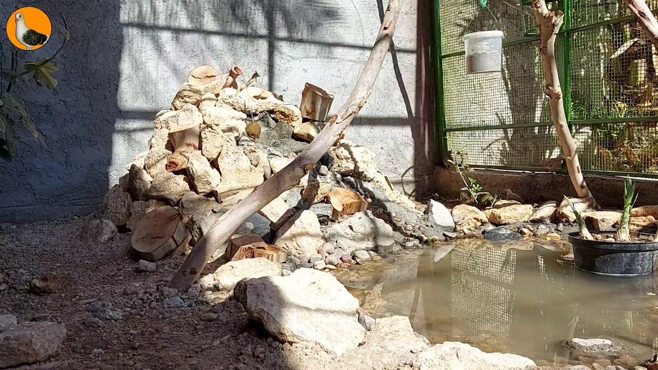 انشاء محمية للأخ أبو هاجر .للطيور البرية هذا الفيدو من تصويري ورابط قناة أبو هاجر بالوصف