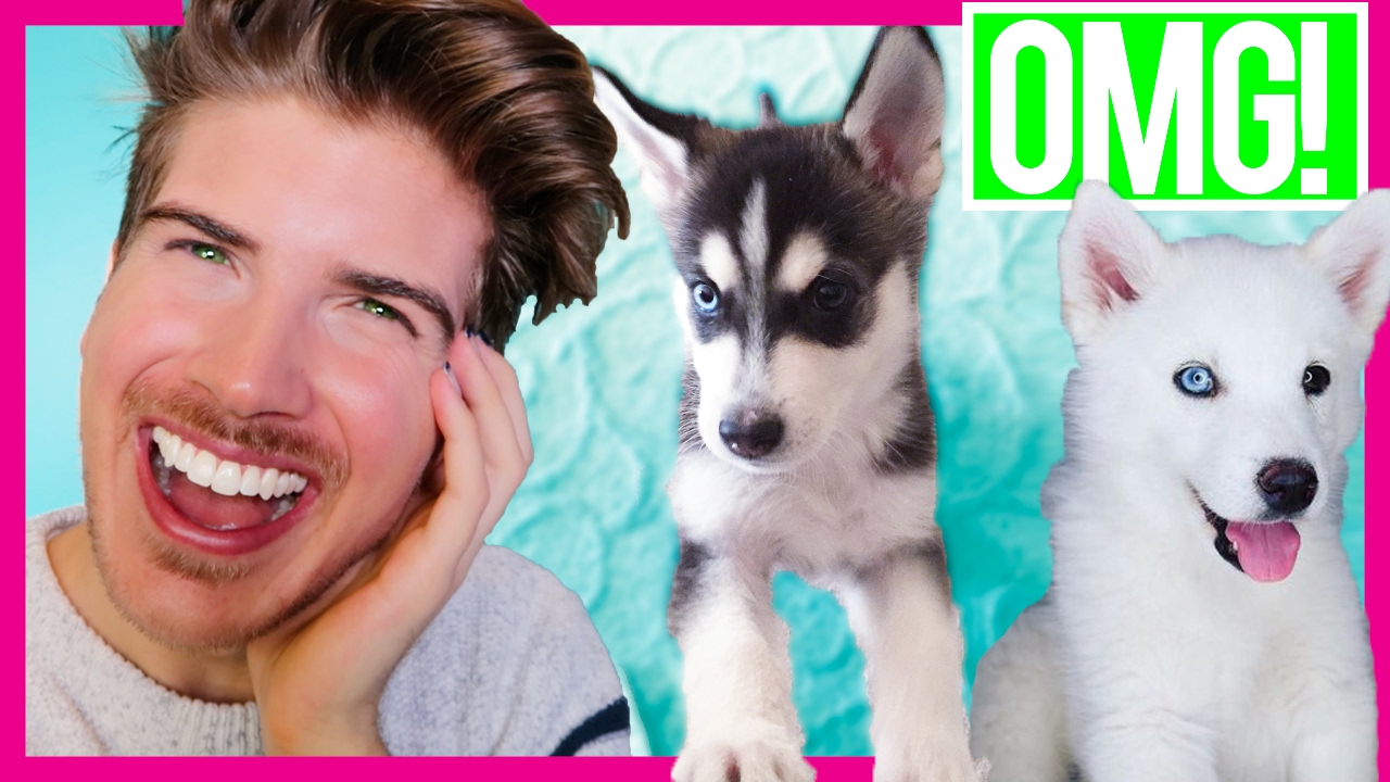 REACTING TO MY DOGS AS PUPPIES!