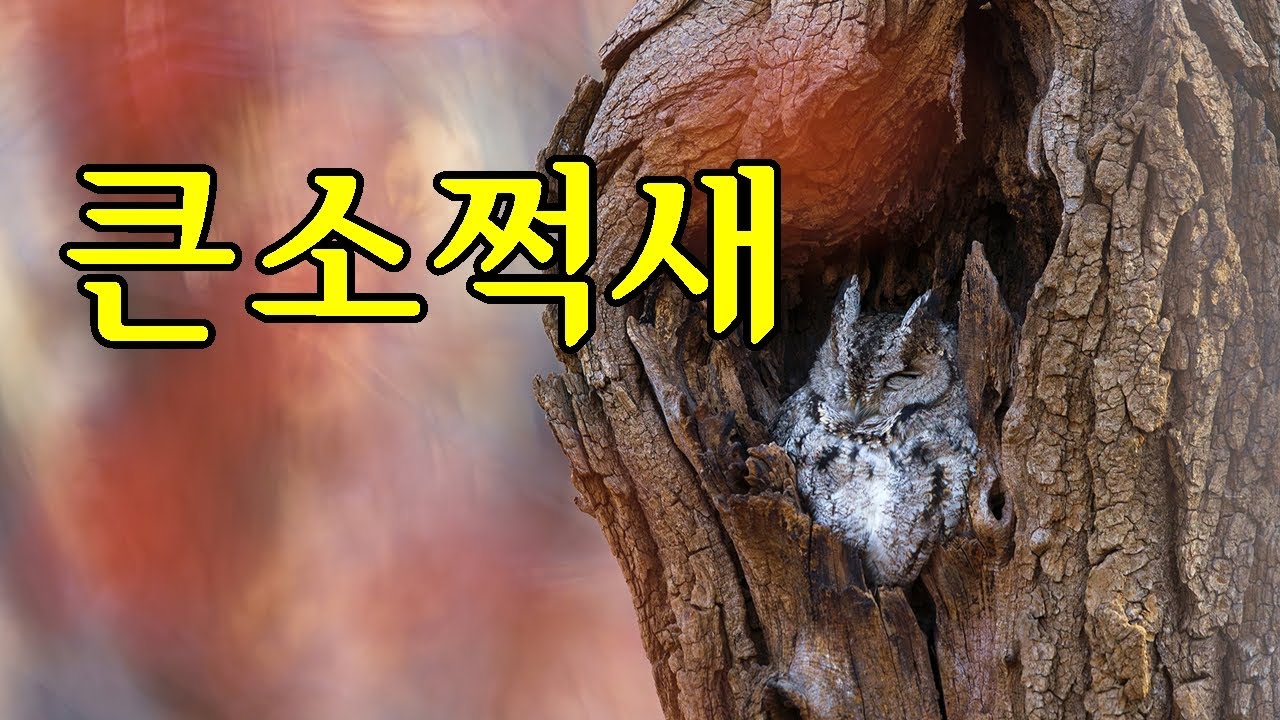 2025 큰소쩍새