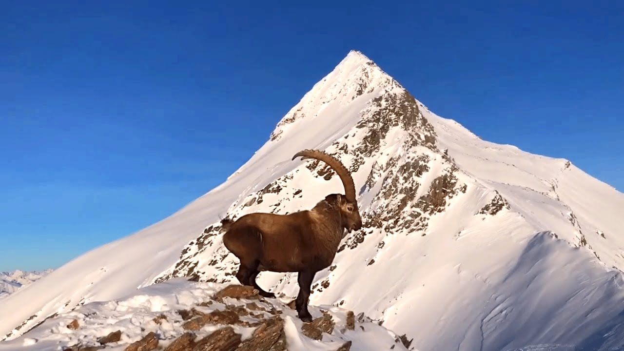 Alpine Ibex | Wild mountain goats