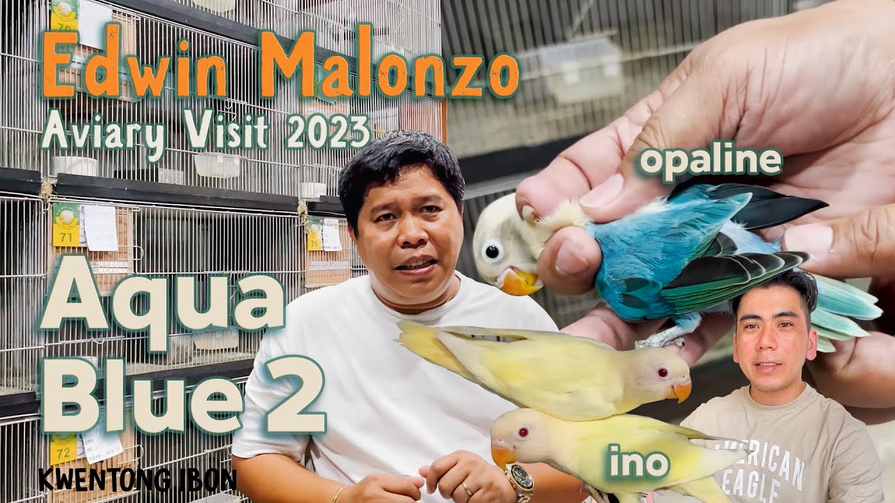AQUA BLUE 2 OPALINE AT INO SA AVIARY NI EDWIN MALONZO | AVIARY VISIT 2023