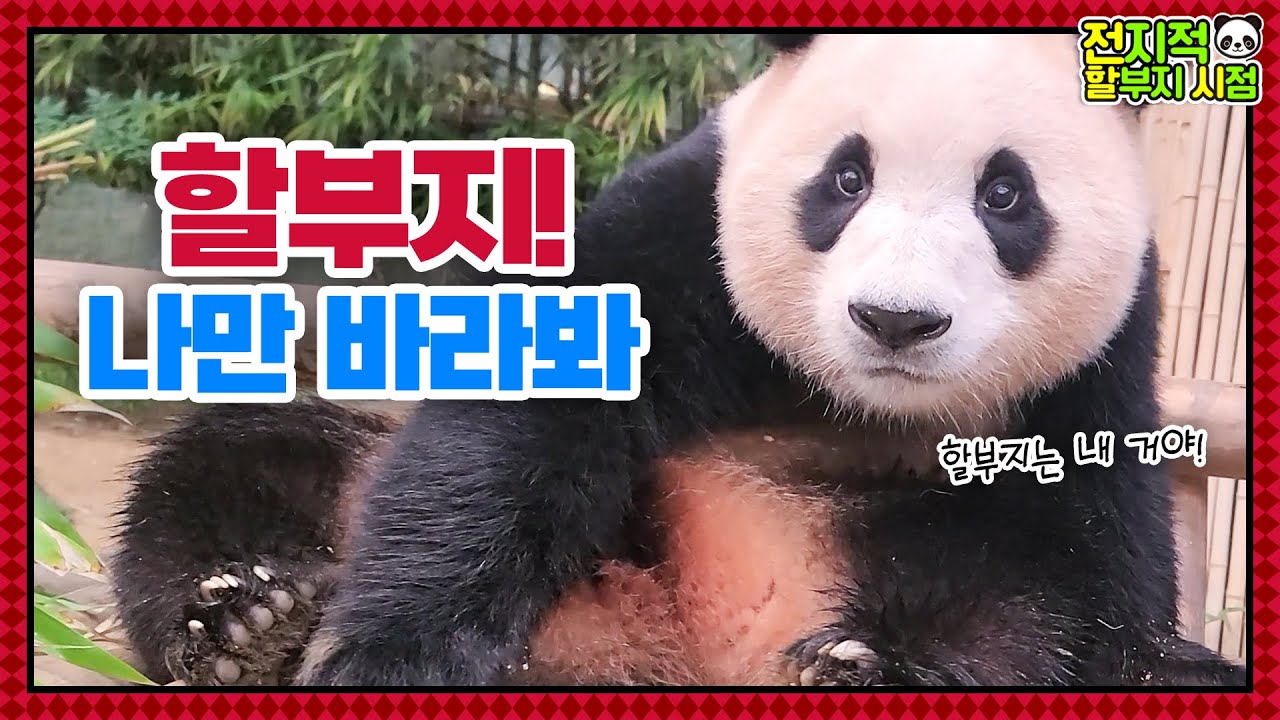 (SUB) Малыш-панда расстроен из-за дедушки, а малыш-панда пьет Beestings💕🍼│ Panda World🐼