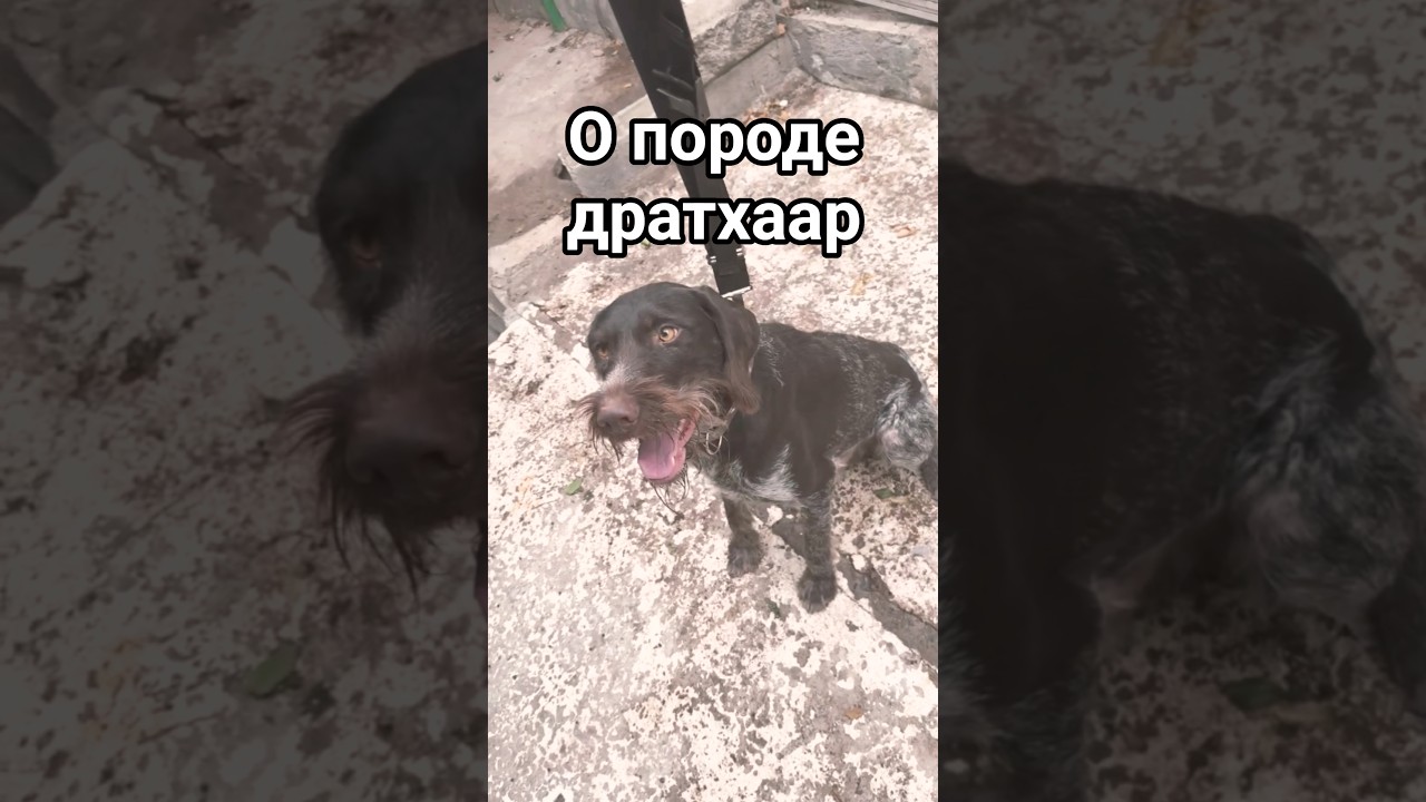 о породе дратхаар