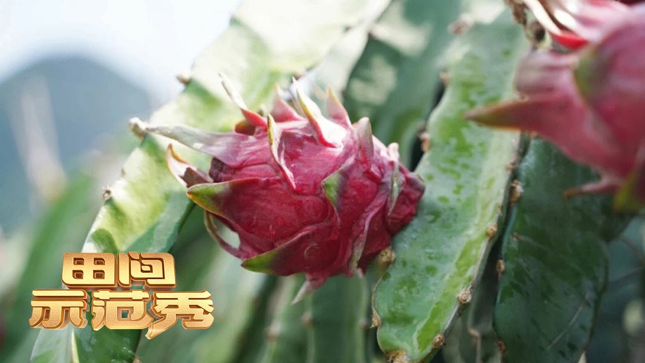 火龙果种植门道多！他对着火龙果枝条剪了几刀，竟能让火龙果再发新根！丨「田间示范秀」20230424
