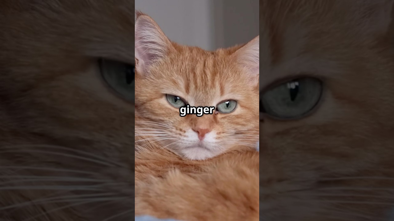The Ginger Cat Mystery Unveiled! #GingerCats #CatMystery #FelineFacts #catlovers13