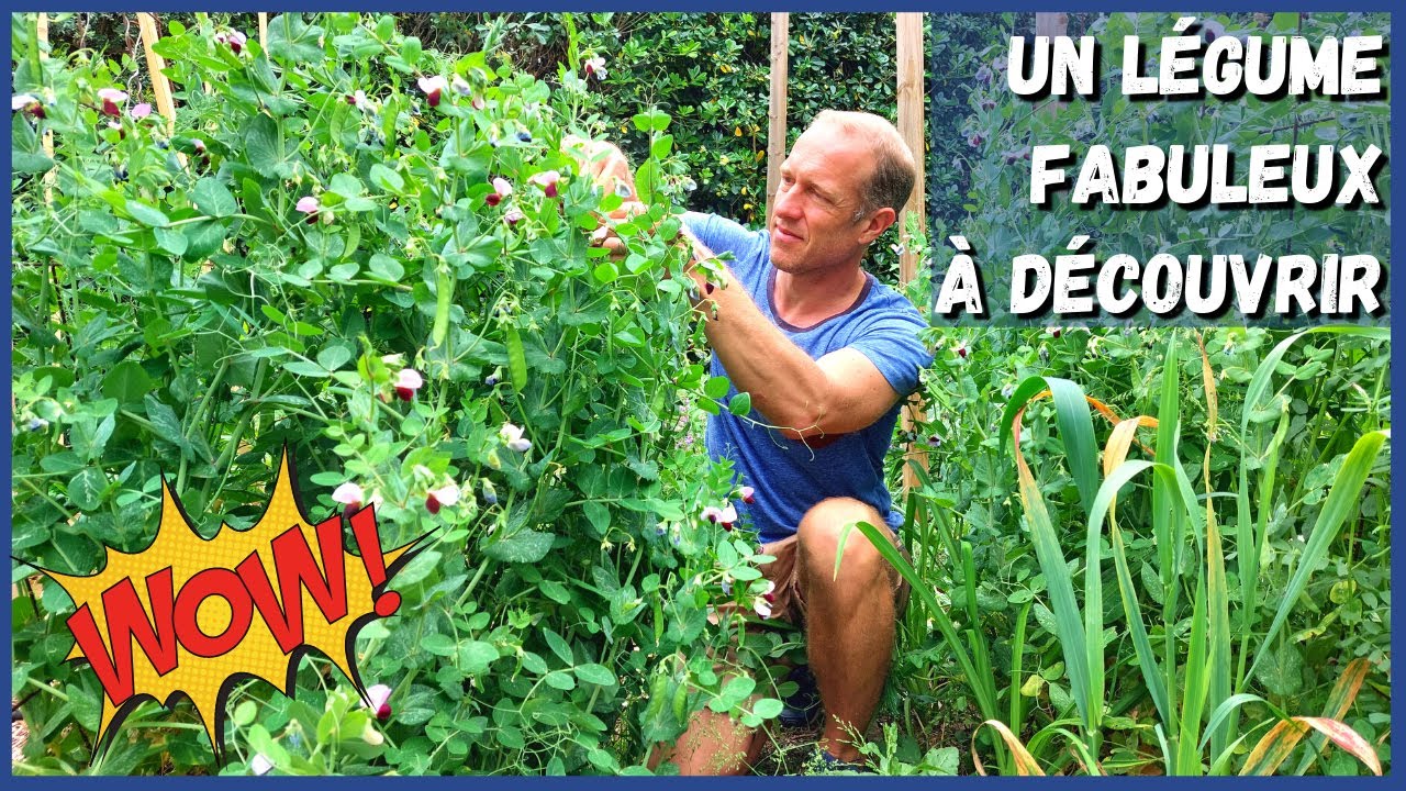 LES MANGETOUTS au potager (avec une variété géante)