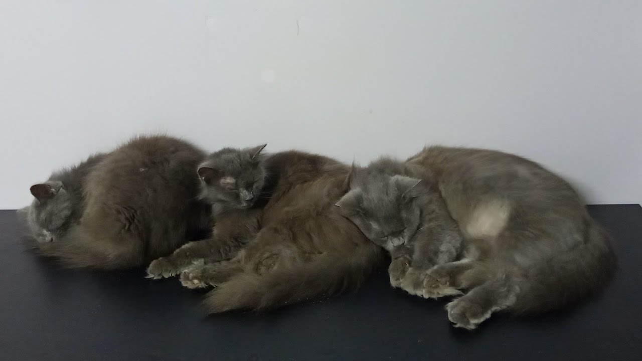 Meet my cats✨ #viral #best #cat #cats #study #vlog #dothingsyoudontwanttodo 