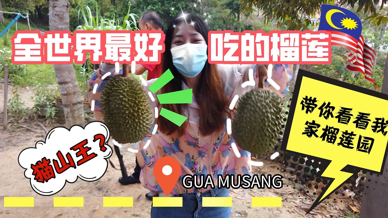 马来西亚你绝对不能错过的榴莲季🇲🇾全世界最地道猫山王榴莲!!!带你看看有一座榴莲果园是种什么体验