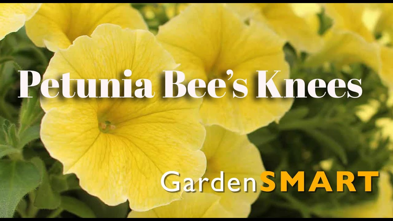 GardenSMART Tips, Petunia Bee’s Knees