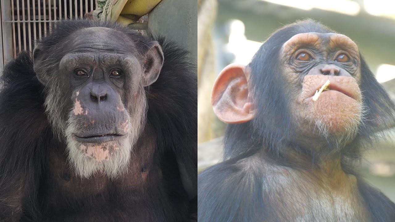 愛をとりもどしたチンパンジー モコイチとスグル（Mokoichi and Suguru, chimpanzees who regained Love）　沖縄こどもの国　チンパンジー　202305
