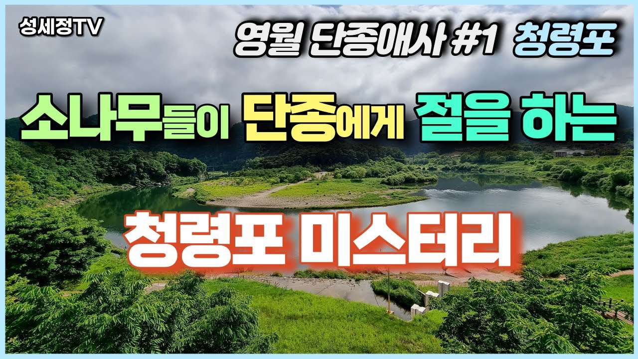 초자연적 미스터리 현상을 보이는 강원도 영월 청령포의 소나무들 단종 유배지 단종애사 단종문화제 영월 가볼만한곳 #1