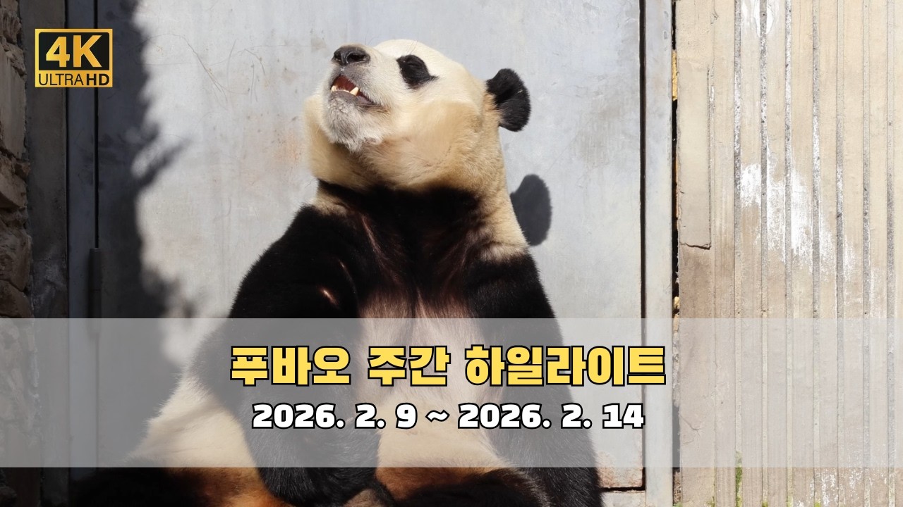 한주간의 푸바오 영상 모음을 4K 고화질 고음질 방송으로 만나보세요.(4K Fubao Live Broadcasting)