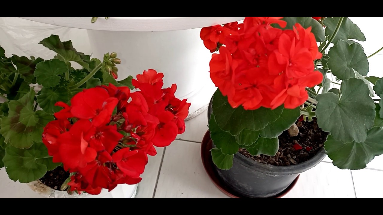 Sardunya Çiçeği (Pelargonium)Hakkında Çok Önemli Bilgiler 