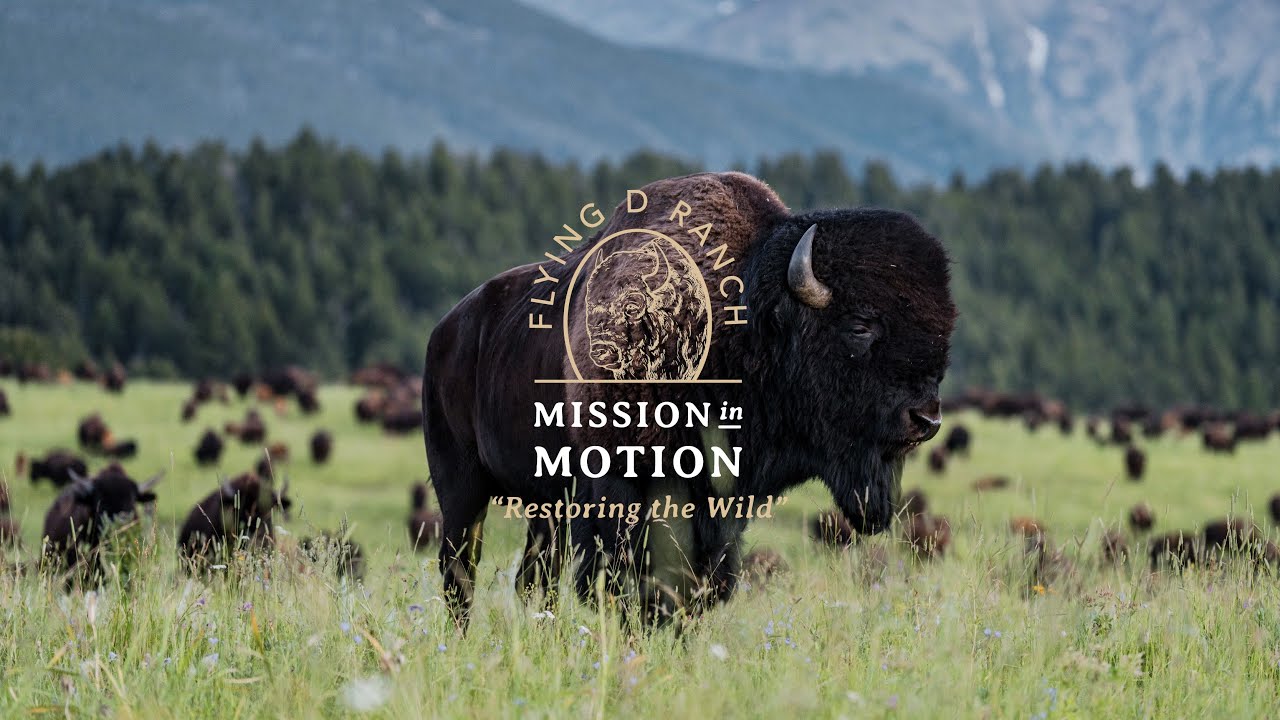 Mission In Motion: Restoring The Wild at Flying D Ranch