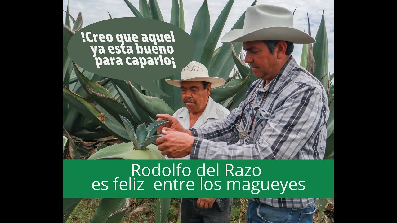 Rodolfo del Razo es feliz  entre los magueyes