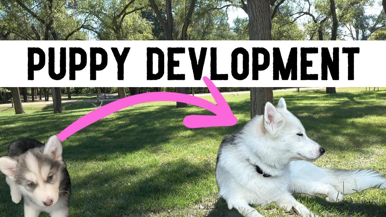 The Surprising Truth about Puppy Development Stages