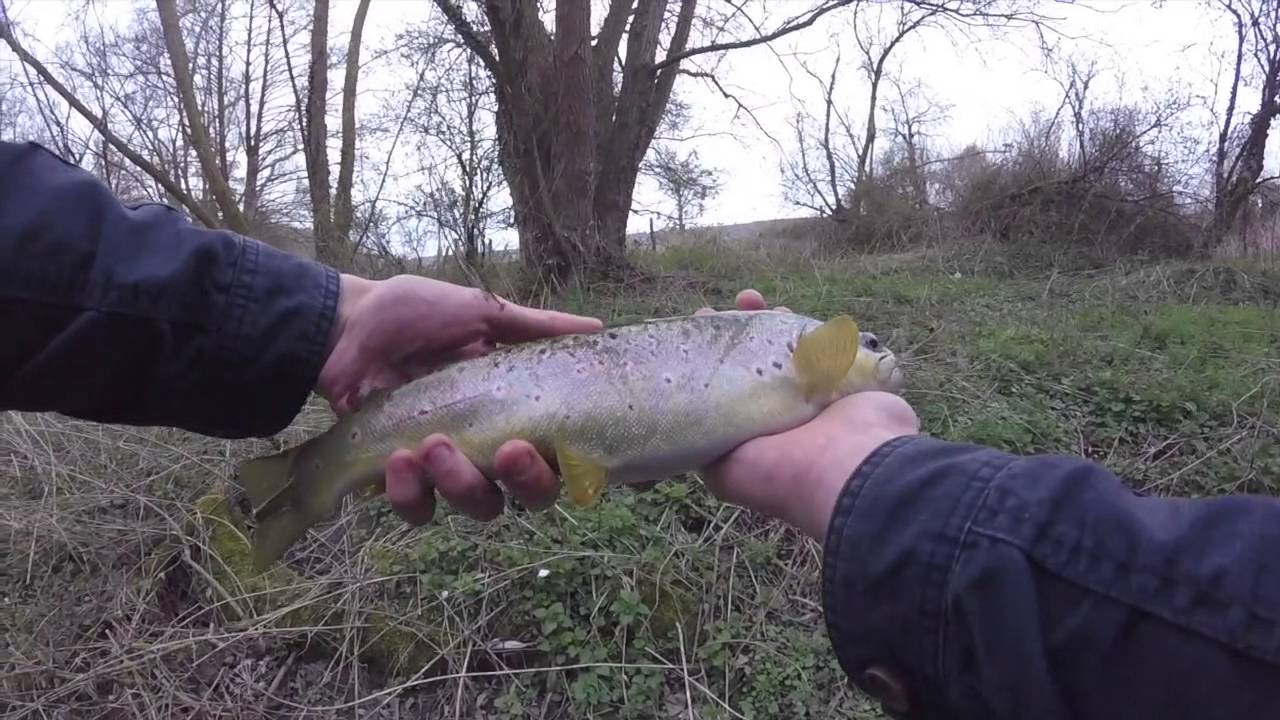 27 - Pêche de la truite dans la Risle
