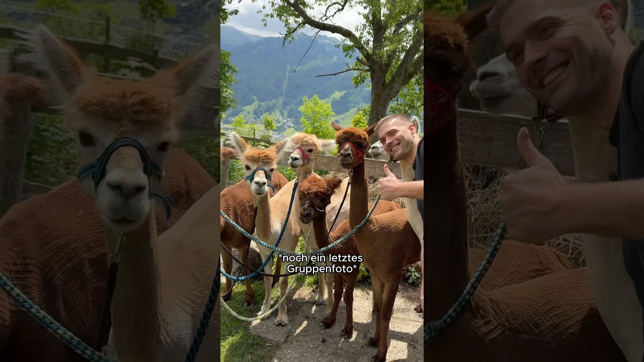 Pov: Du bist auf einem Alpaka Hof #alpaka #comedy #funny #wanderung