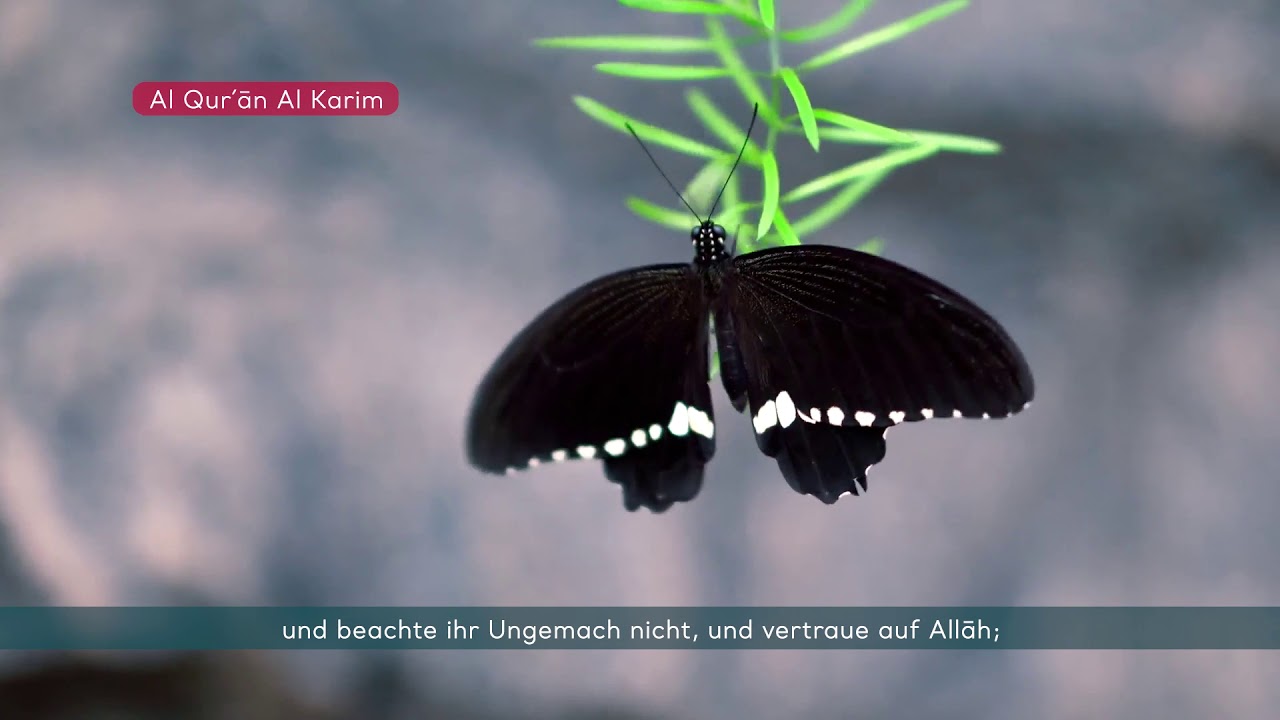 Koran Hörbuch deutsch Sure 33 Al-Ahzab (Die Verbündeten)