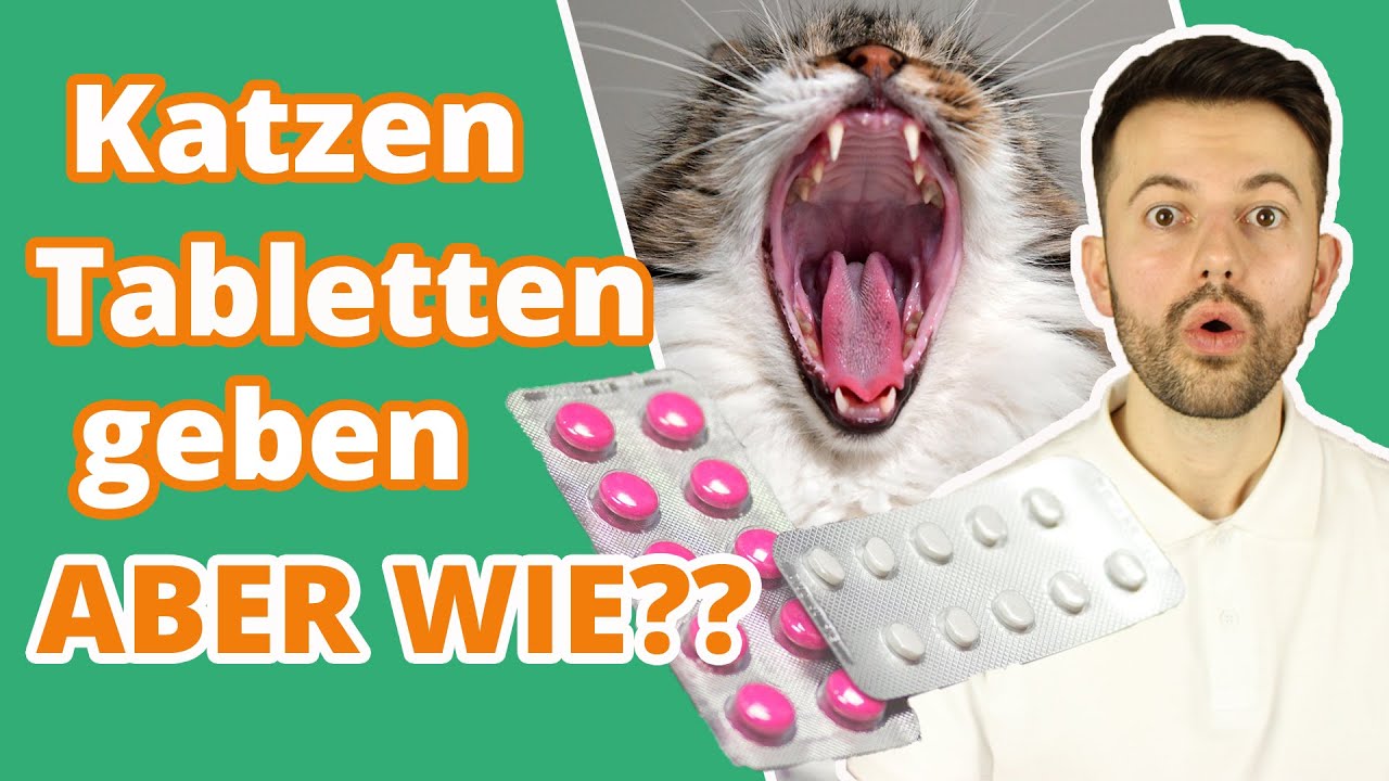 Katzen Tabletten geben | TIPPs für eine einfache und stressfreie Medikamentengabe