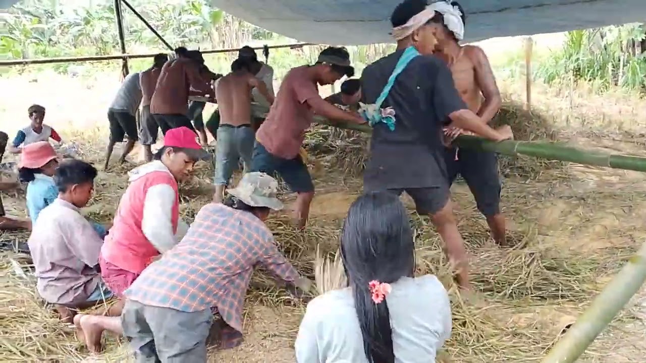 #Kerja sama bpak2 dan Ibu2. Setelah potong padi lanjut lagi rontok alami dng menggunakan kaki‼️
