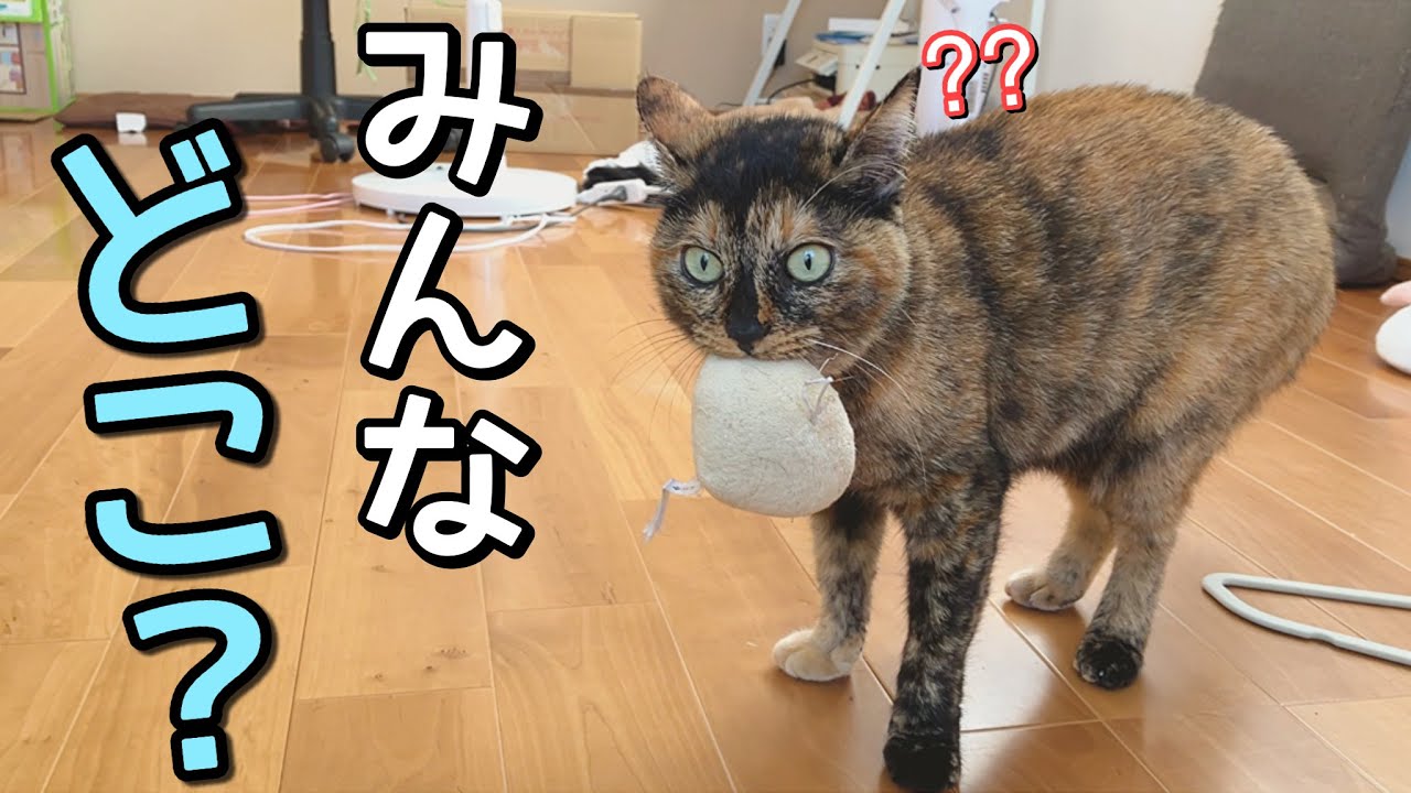 ひとりぼっちになると、寂しくてこうなる猫