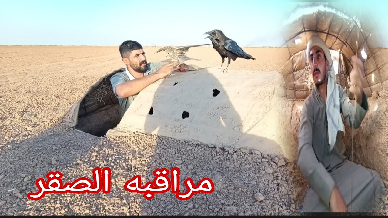 نوجه أو مراقبه الصيد الصقر الحر