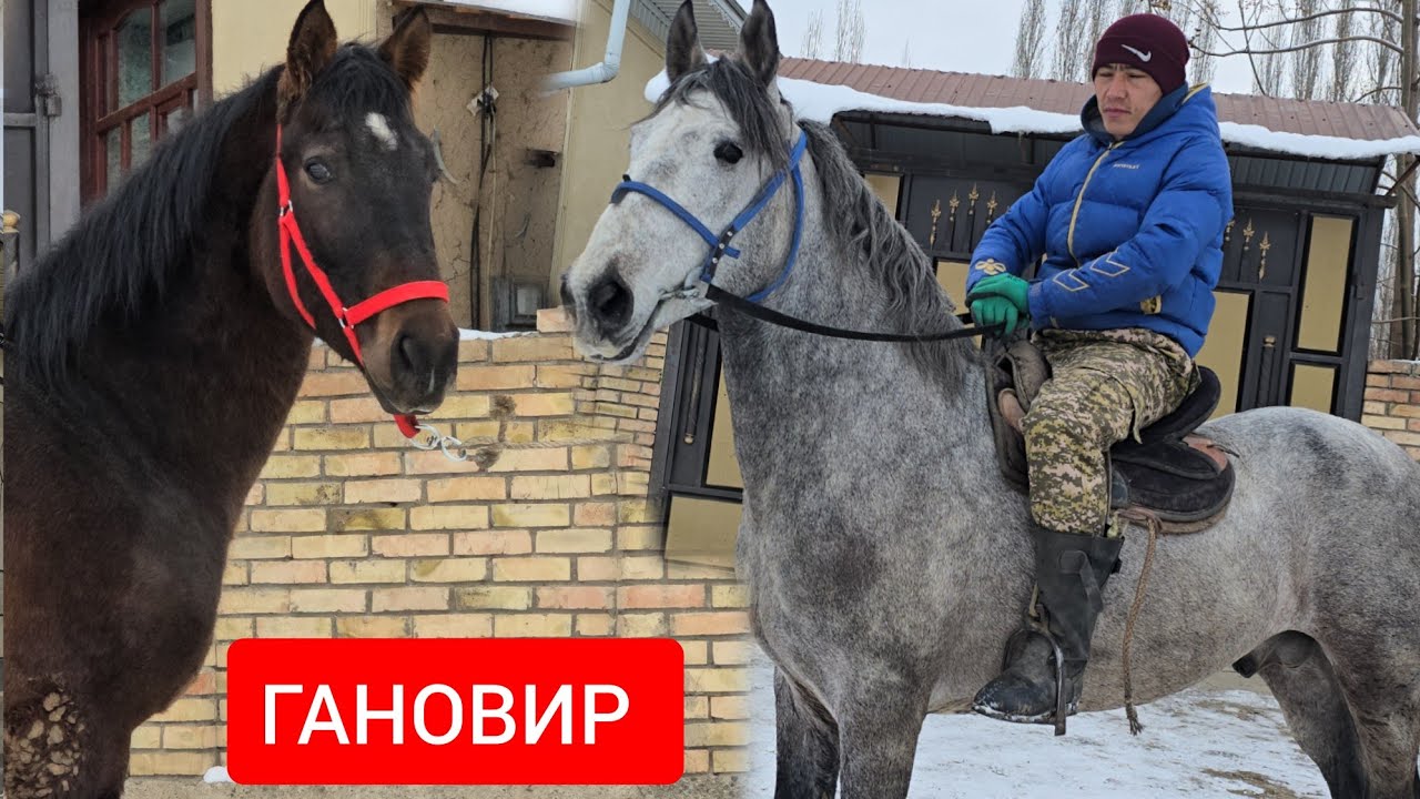 ГАНОВИР   жана. КАРА  БАЙЫР САТУУГА ЧЫКТЫ 