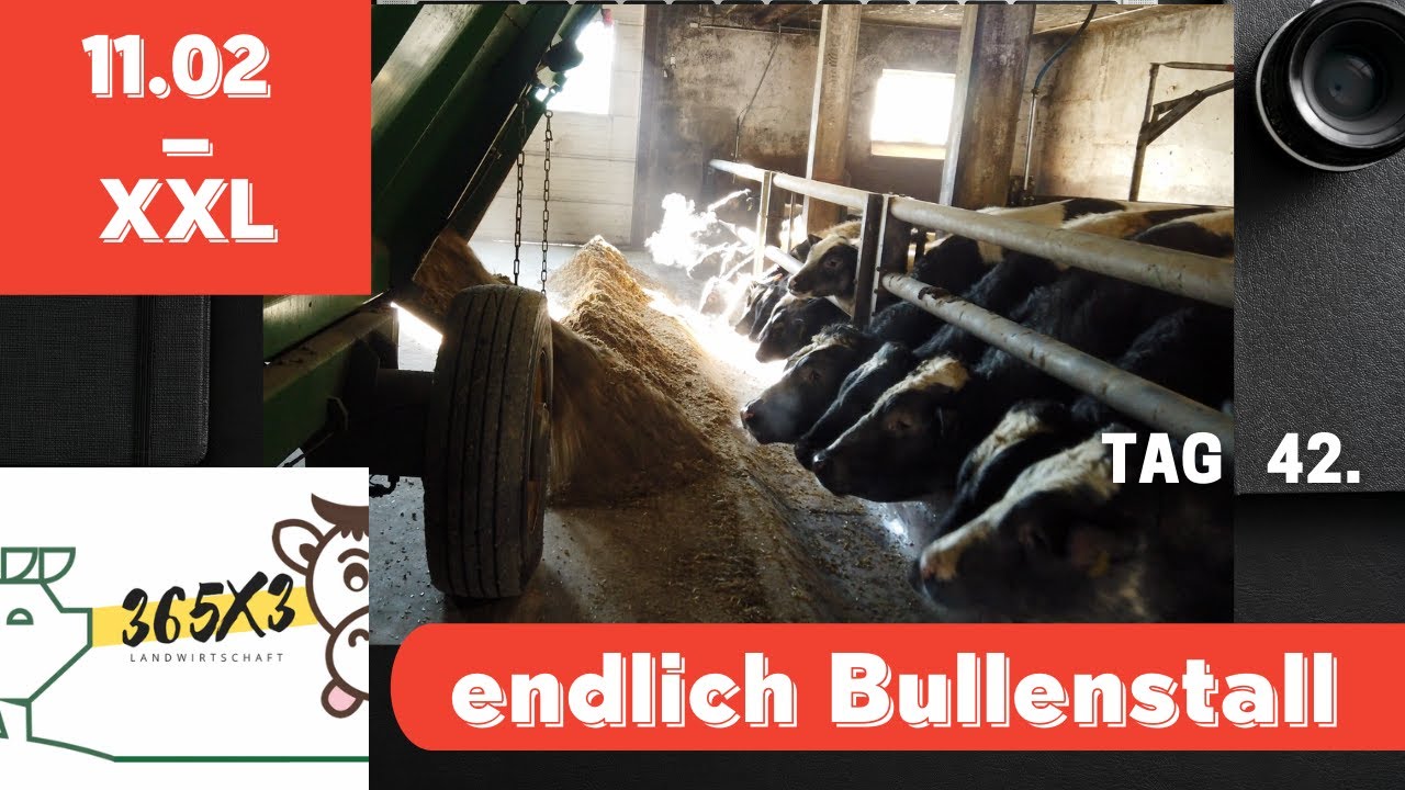 365x3 XXL endlich Bullenstall 11.02