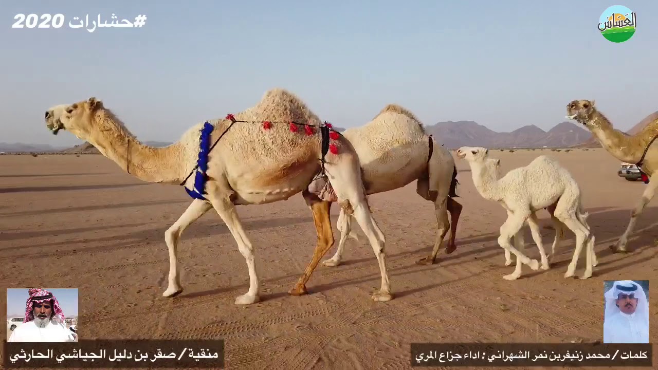 منقية / صقر بن دليل الجياشي  الحارثي في مزاين ذوي دليل في آلهضب 2020/3/6