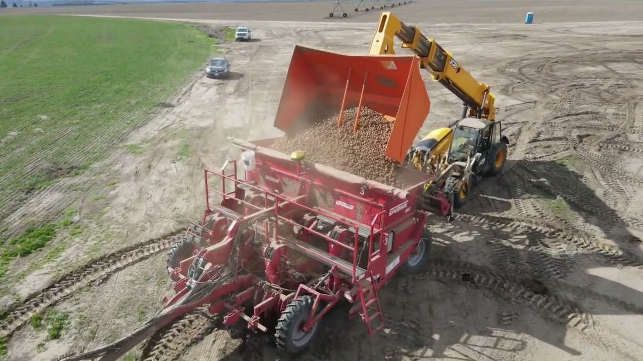 Potato planting 2022