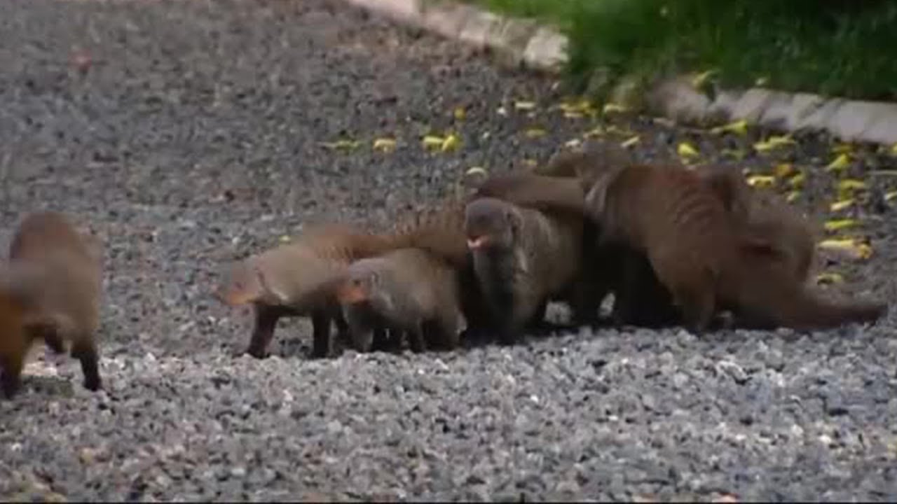 Battle Against the Stripes | Banded Brothers (The Mongoose Mob) | BBC Earth
