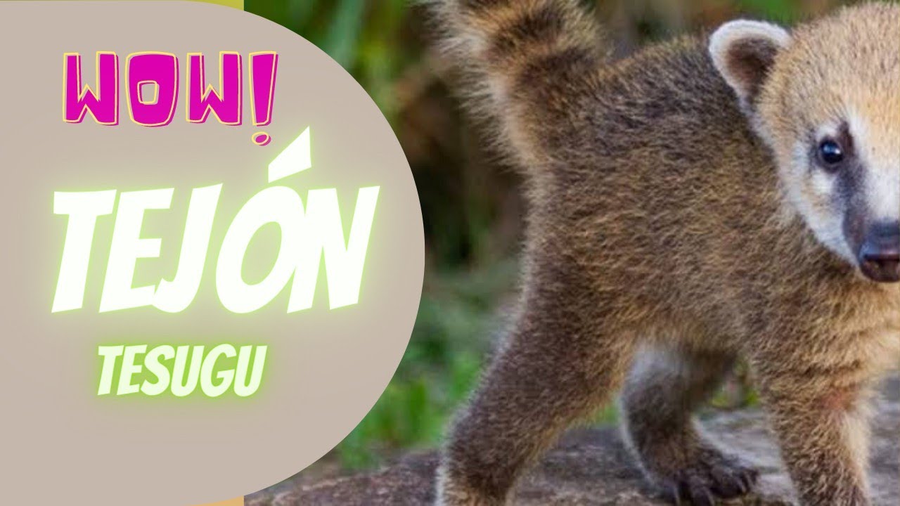 El Tejón / Tesugu / su alimentacion y comportamiento