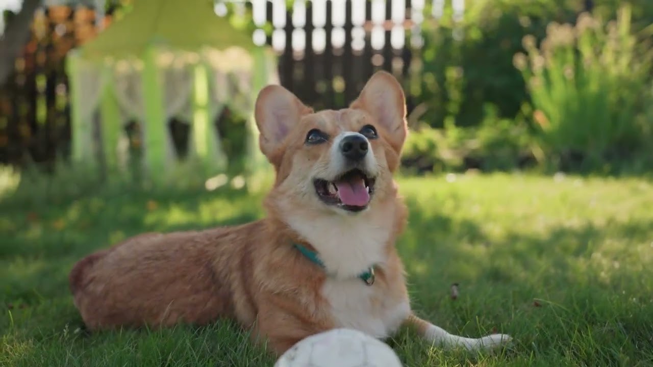 잠투정 심한 강아지를 위한 음악│강아지 꿈의 트랙