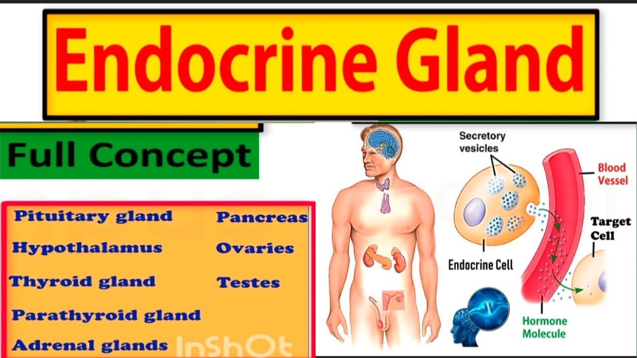💯Glands & Hormones 25 Minutes में🎯 | Railway Exams 2024 Special | Science By PKsir