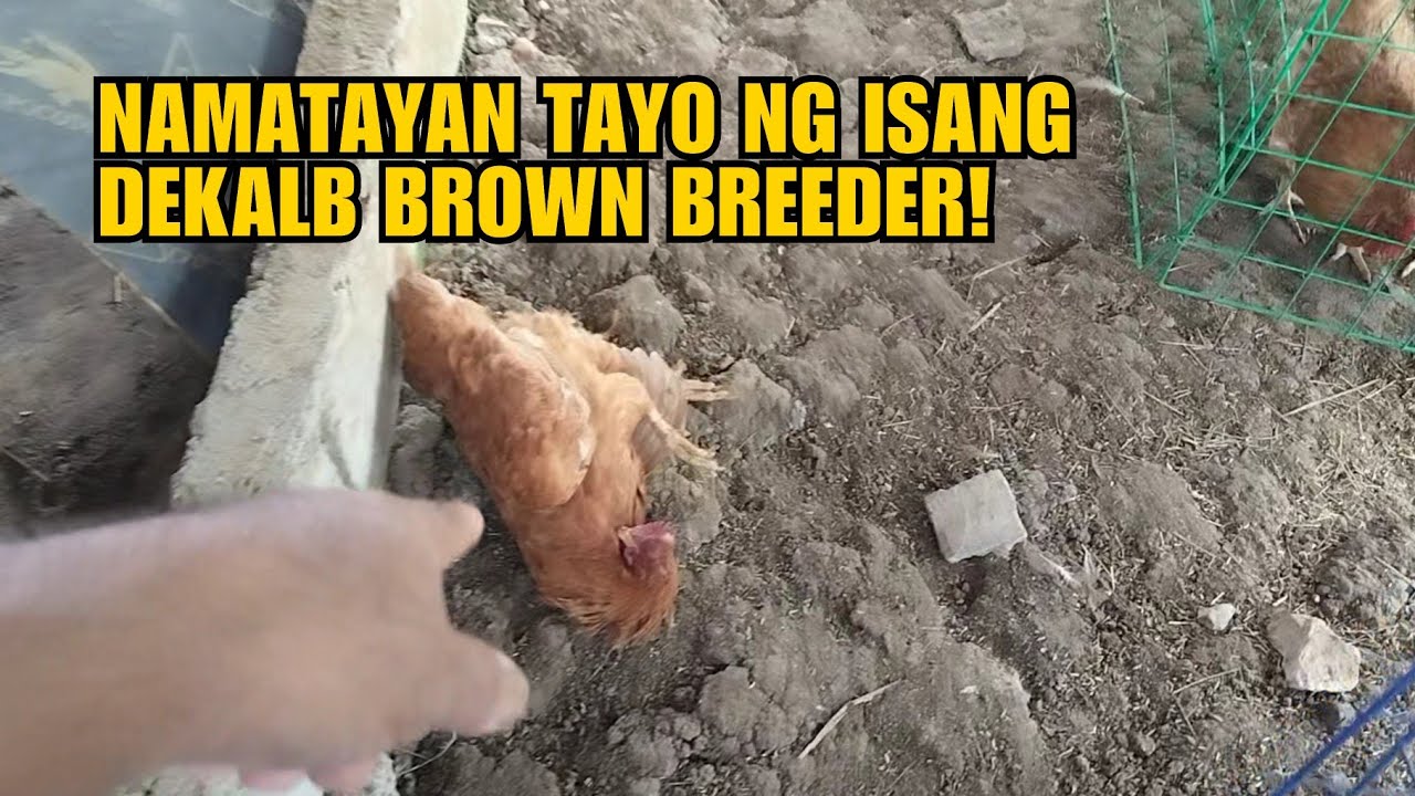 NAMATAYAN TAYO NG ISANG DEKALB BROWN BREEDER!