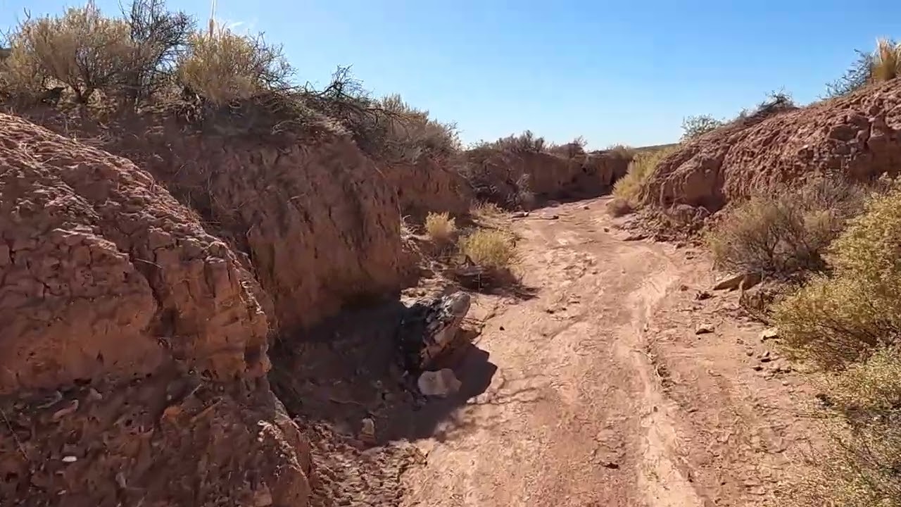 Bosque petrificado