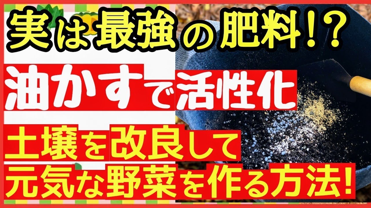 今更聞けない！有機栽培に欠かせない油かすの正しい使い方♪その効果と注意点を徹底解説【初心者・有機肥料】