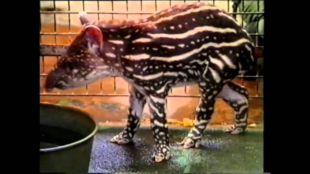 Chester Zoo advert from the 1990s