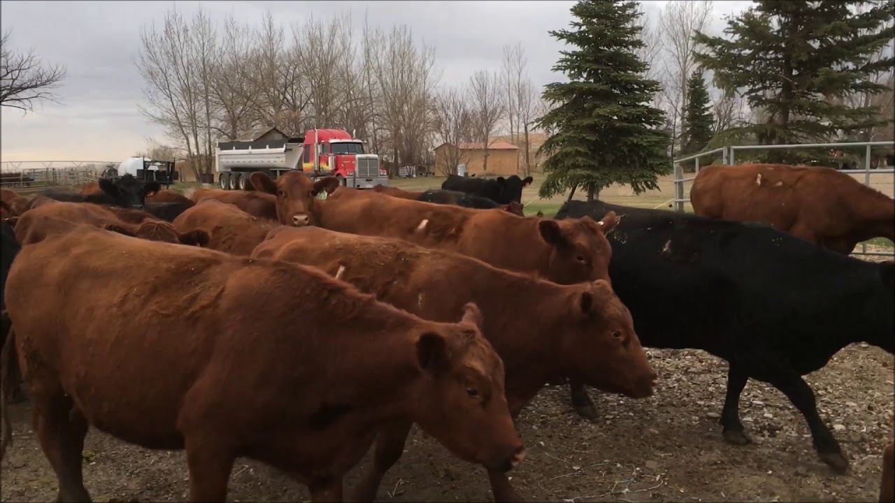 Time to wean and sell some calves