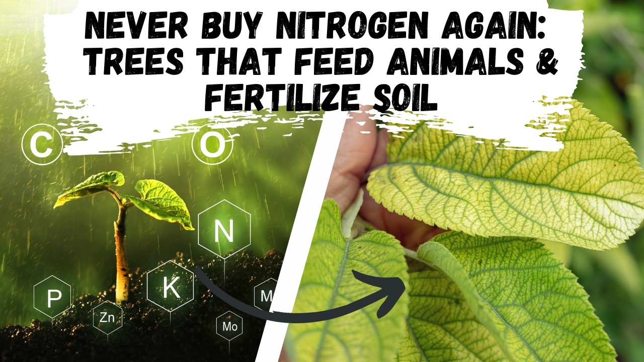 Never Buy Nitrogen Again: Trees That Feed Animals & Fertilize Soil