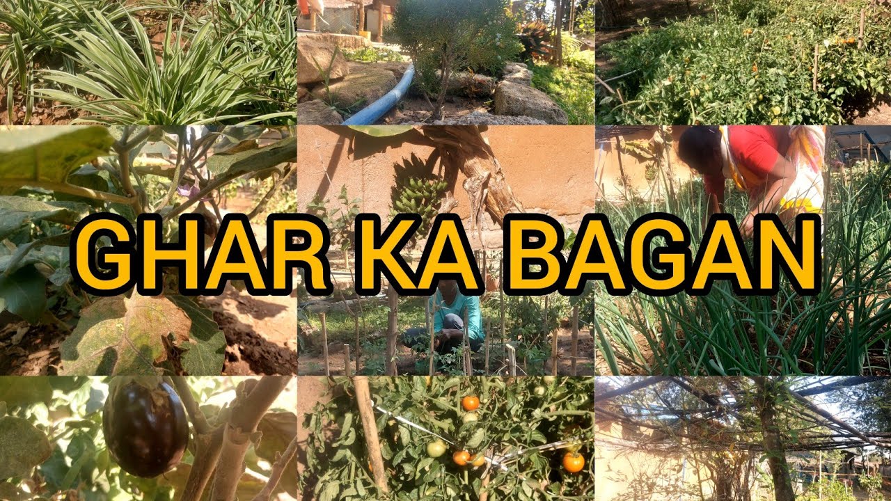 Hamlogon ka Bari- Bagan 🌳🍁🍃