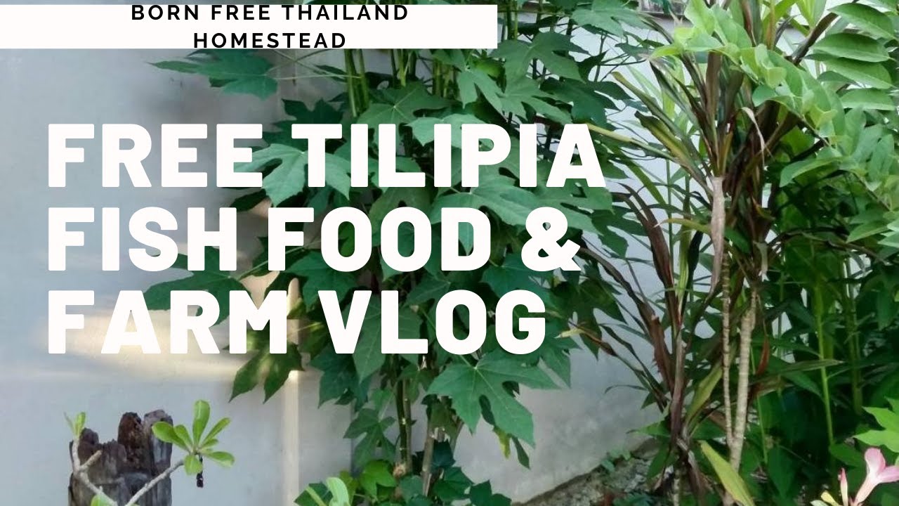 Free Tilapia Fish Food & Farm Vlog, Feeding Tilapia Fish With Free Food At Our Thailand Homestead