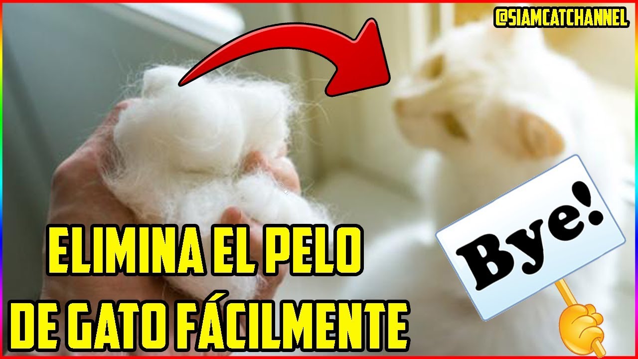 10 Consejos Para Eliminar Fácilmente El Pelo de Gato De Tu Casa y De Tu Ropa - SiamCatChannel