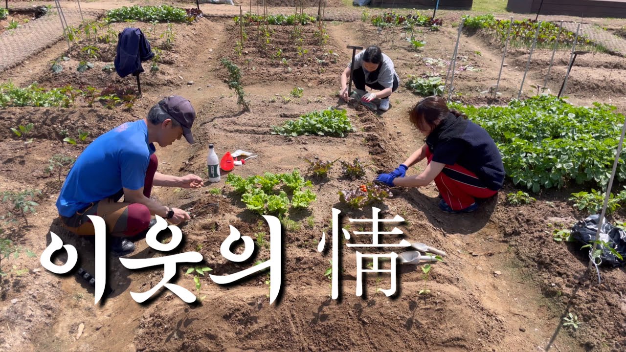 [초보농부 VLOG 🧑&zwj;🌾] 텃밭 가꾸기 한 달 차, 이웃의 정을 느낍니다..❤️ | 도시텃밭 | 강감찬 텃밭 |
