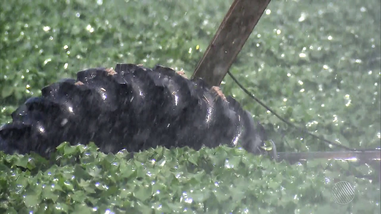 Agronegócio no Oeste baiano | Bahia Rural | TV Bahia 16/06/2019(3)